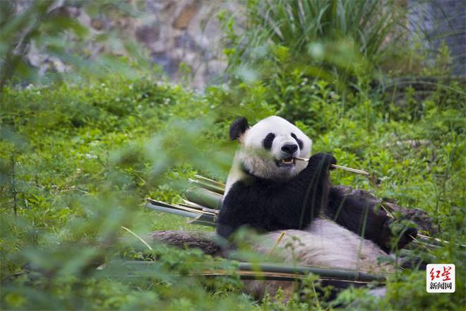 报名开启!2024青城登山赛暨“我不胖”疯狂熊猫跑邀你来赛必一运动官网(图4) 报名开启!2024青城登山赛暨“我不胖”疯狂熊猫跑邀你来赛必一运动官网(图4)