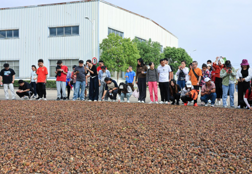 够野你就来——2024中国南酸枣之乡旅游文化音乐节齐云山登山节圆满收官必一体育官网(图3) 够野你就来——2024中国南酸枣之乡旅游文化音乐节齐云山登山节圆满收官必一体育官网(图3)