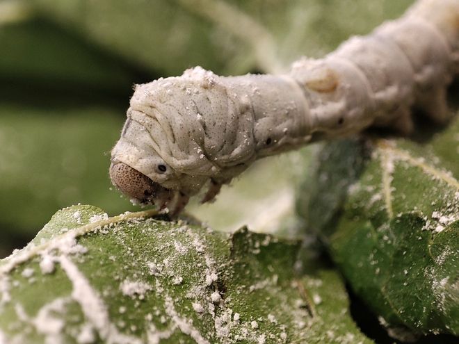 黄山旅行社推荐黄山一日游最佳路线导游领游客去丝绸专卖(图5) 黄山旅行社推荐黄山一日游最佳路线导游领游客去丝绸专卖(图5)
