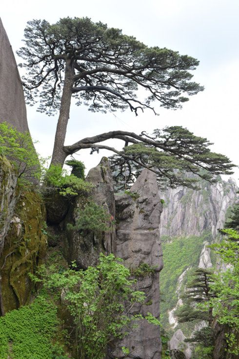 旅行社推荐：黄山纯玩4天3晚游单项定制机票+酒店+无套路服务(图3)