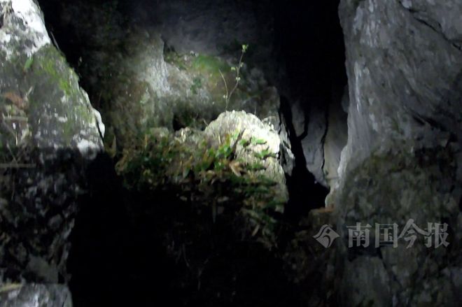 意外发生！柳州两男子爬“野生网红”山崖一人不慎坠崖！同伴施救也被困(图1)